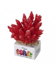 Coral Module Acropora...