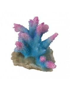 Coral Acropora 13x12x11cm