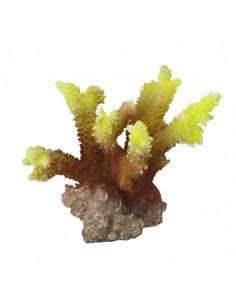 Coral Acropora 10x9x10cm