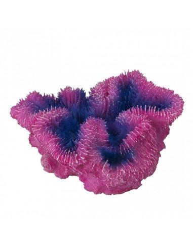 Coral Symphylia 12x5x12cm