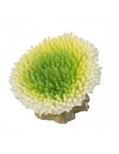 Coral Acropora Efflorescens 11x9x8cm