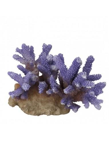 Coral Acropora 16x12x10cm