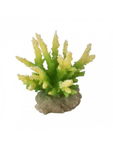 Coral Hydnophora 10x9x11cm