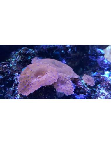 Blue Spotted Red Discosoma (1шт)