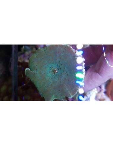 Red Spotted Green Discosoma (1 gb)