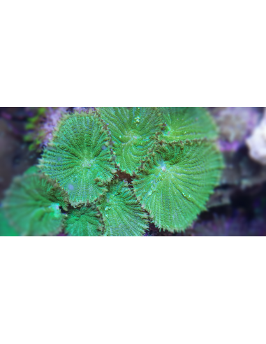 Rhodactis inchoata electric green (1 gb)