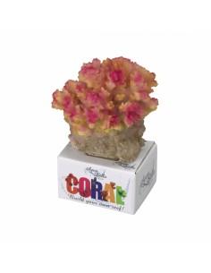 Coral module pocillopora...