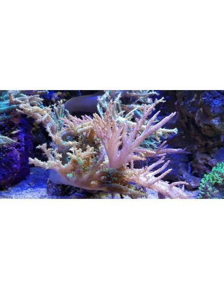 Mikstie koraļļi