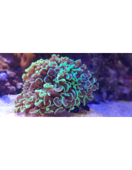 LPS кораллы